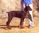 Doberman pup enrolled in our Basic Group Class.