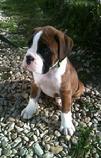 Boxer Pup