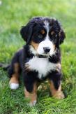 Bernese Mountain Dog Pup