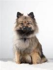 German Spitz Pup