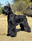 Giant Schnauzer