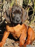 Bavarian Mountain Hound Pup
