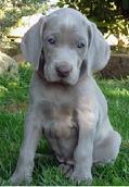 Weimaraner Pup