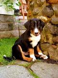 Appenzeller Sennenhund Pup