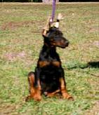 Whelped Nov. 5, 2006, here is "von Asgard" Kennel "l" litter male, Lex von Asgard at 10 weeks