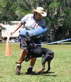 Linda Werlein working Dobermann, Max