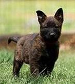 Dutch Shepherd Pup