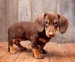 Dachshund Pup