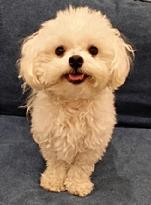 I am ready to learn at "Pet Dog Board & Train"!