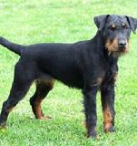 Jagdterrier