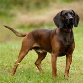 Bavarian Mountain Hound