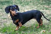 We work with Dachshunds too!