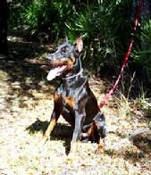 Degen von Asgard - 1981 His sire was Baron von Eigen, the 1st. Dobermann to earn his SchH I, II & III in the U.S.