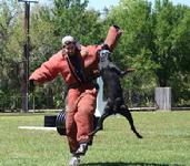 Linda Werlein's Dobermann bitch, Asta vom Dragonerreich with a high hit in a Protection Sports Association trial.