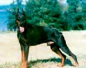 Dobermann