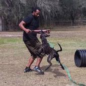 Garm von Asgard - Dutch Shepherd pup
