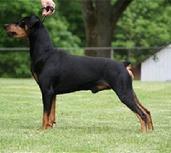 German Pinscher
