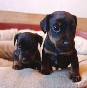 Jagdterrier Pups