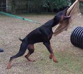 Vixen von Asgard, a Dobermann, is about to take a bite.
