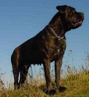 Big guys, like this Cane Corso, are welcome too!