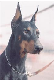 Orca von Asgard's sire is Conan v. Blitzkrieger.