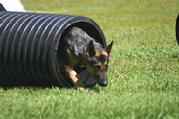 This is Bella learning to navigate through one of Von Asgard's culvert pipes.