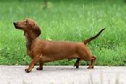 Dachshund