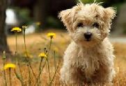 Affenpinscher Pup