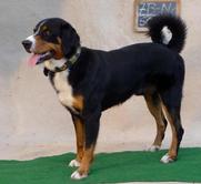Appenzeller Sennenhund