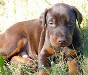 Dobermann Pup