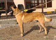 Belgian Malinois