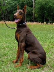 Von Asgard's "R" Litter: Remington von Asgard (Condor v. Hause Anker x Megan v. Martinez)