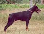 Bronco von der Doberwache (Gero v. d. Mooreiche x Kleo v. d. Doberwache) Outstanding Proven Working Genetics from Germany
