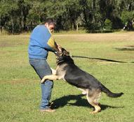 Gus - German Shepherd Dog working.