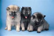 Keeshond pups