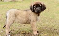 Leonberger Pup