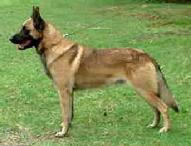Bred at Linda's "von Asgard" Working Dog Kennel, Crash von Asgard boasts multiple KNPV PH-2 dogs on both the top and bottom of his perigree.