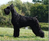 Giant Schnauzer