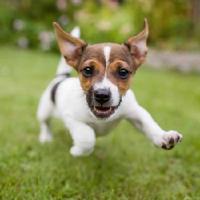 "Pixie", another Boot Camp graduate. She really IS a "Little Pixie"!