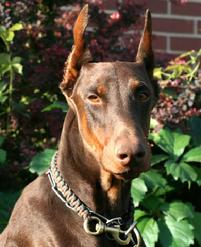 "von Asgard" Kennel "K" litter male, Kimber von Asgard (German import, Condor v. Hause Anker x Austrian import, Cheyenne di Case Shirak) at 7 months