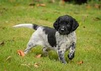 Large Munsterlander Pup