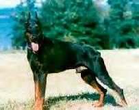 "von Asgard" Kennel "B" litter male, Baquero von Asgard (Gero v. d, Mooreiche x Xendy v. d. Russheide)