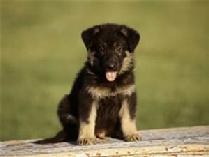 German Shepherd Pup