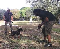 Titan -Dobermann puppy