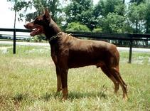 Arrk von Asgard - at 9 years of age. (Askan vom Worringer Bruch x Walkure von Asgard) Frozen Semen is available from "von Asgard Working Dobermann Kennel.