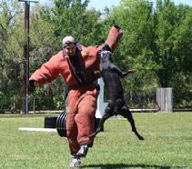 Von Asgard's Asta vom Dragonerreich, PD K-9 Cert., PDX, SchH, SAR (Wilderness), PSA, SDA