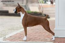 Boxer