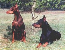 Bronco v. d. Doberwache laying down next to his mother, Kleo v. d. Weyermuhle, 2 x the World Working Dobermann CH & German Police K-9