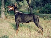 "von Asgard" Kennel "B" litter female, Burnhild von Asgard (Gero v. d, Mooreiche x Xendy v. d. Russheide)