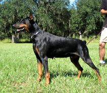German import, Cassi vom Hause Anker (Phil vom Warringhof x Amy vom Hause Anker)
